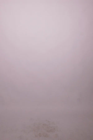 Sway Cotton Palazzo Pants in White